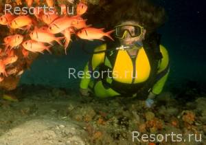 Divi Aruba Beach Resort Mega 21
